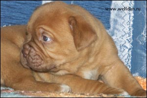 dogue de Bordeaux puppy Bakervill's Style Viski