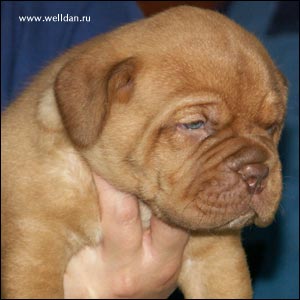 dogue de Bordeaux puppy Bakervill's Style Viski