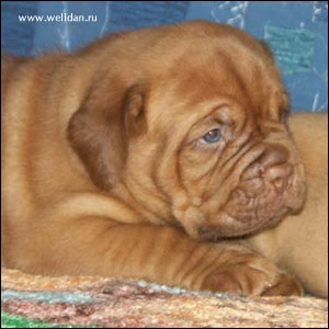 dogue de Bordeaux puppy Bakervill's Style Viski