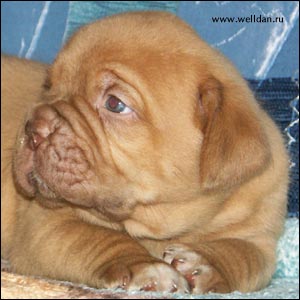 dogue de Bordeaux puppy Bakervill's Style Viski