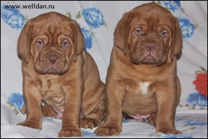 dogue de Bordeaux puppy Bakervill's Style Viski