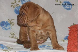 dogue de Bordeaux puppy Bakervill's Style Viski