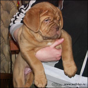 dogue de Bordeaux puppy Bakervill's Style Viski