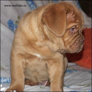 dogue de Bordeaux puppy Bakervill's Style Viski