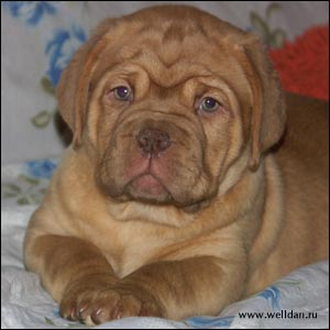 dogue de Bordeaux puppy Bakervill's Style Viski