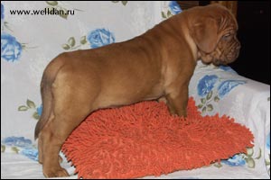 dogue de Bordeaux puppy Bakervill's Style Viski