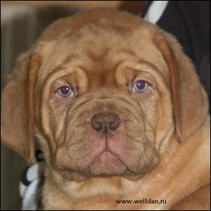 dogue de Bordeaux puppy Bakervill's Style Viski