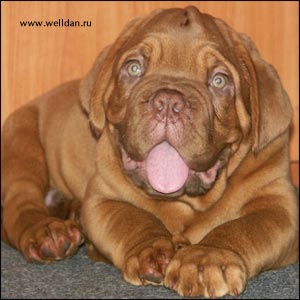 dogue de Bordeaux puppy Bakervill's Style Viski