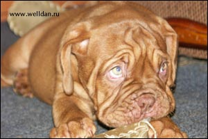 dogue de Bordeaux puppy Bakervill's Style Viski