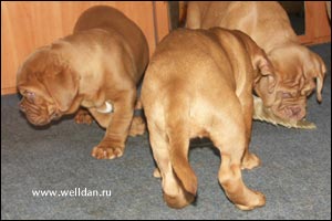 dogue de Bordeaux puppy Bakervill's Style Viski