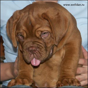 dogue de Bordeaux puppy Bakervill's Style Viski