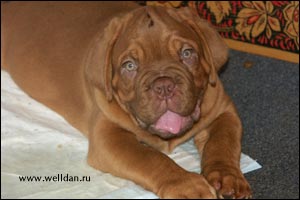 dogue de Bordeaux puppy Bakervill's Style Viski