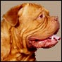 dogue de bordeaux, french mastiff Danila