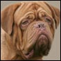 dogue de bordeaux