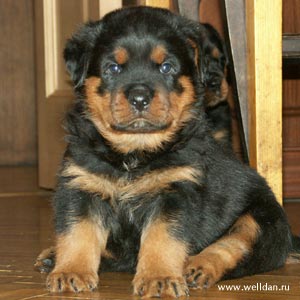 Rottweiler Welpe