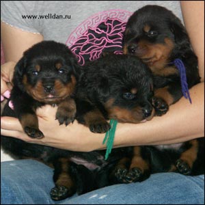 rottweiler puppy Rotti's Allyans Ute