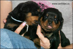 rottweiler puppy Rotti's Allyans Ute