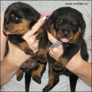 rottweiler puppy Rotti's Allyans Ute