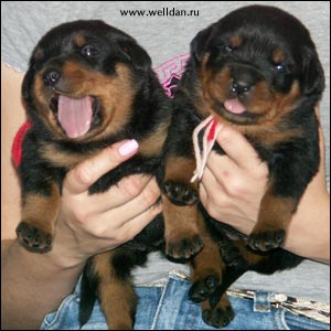 rottweiler puppy Rotti's Allyans Ute