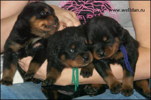 rottweiler puppy Rotti's Allyans Ute