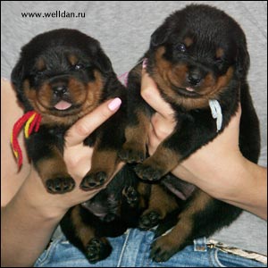 rottweiler puppy Rotti's Allyans Ute