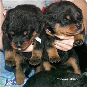 rottweiler puppy Rotti's Allyans Ute