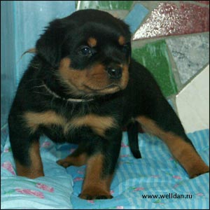 rottweiler puppy Rotti's Allyans Ute