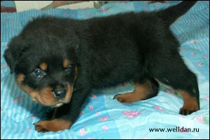 rottweiler puppy Rotti's Allyans Ute