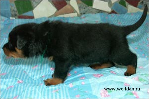 rottweiler puppy Rotti's Allyans Ute