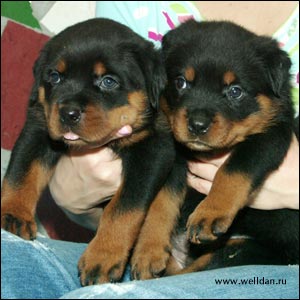 rottweiler puppy Rotti's Allyans Ute