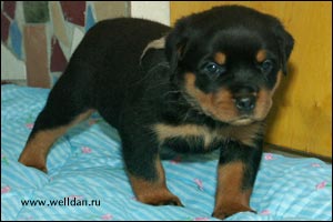 rottweiler puppy Rotti's Allyans Ute