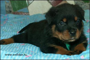 rottweiler puppy Rotti's Allyans Ute