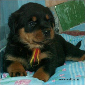 rottweiler puppy Rotti's Allyans Ute