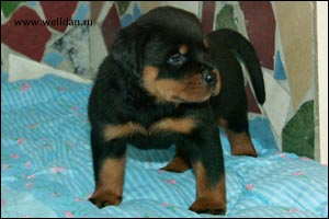 rottweiler puppy Rotti's Allyans Ute