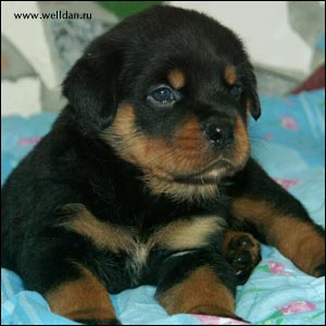 rottweiler puppy Rotti's Allyans Ute