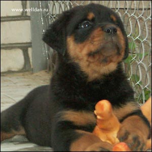 rottweiler puppy Rotti's Allyans Ute