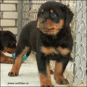 rottweiler puppy Rotti's Allyans Ute