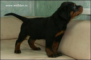 rottweiler puppy Rotti's Allyans Ute