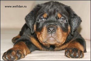 rottweiler puppy Rotti's Allyans Ute