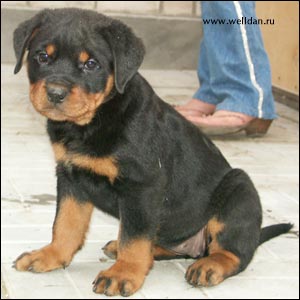 rottweiler puppy Rotti's Allyans Ute