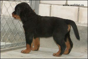 rottweiler puppy Rotti's Allyans Ute