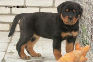 rottweiler puppy Rotti's Allyans Ute