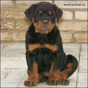 rottweiler puppy Rotti's Allyans Ute