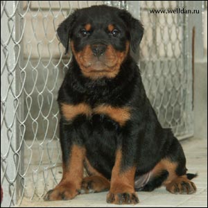 rottweiler puppy Rotti's Allyans Ute