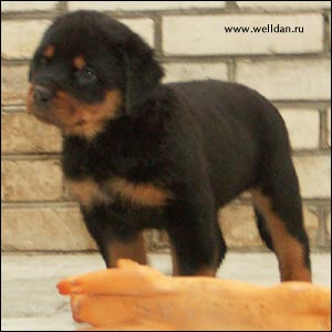 rottweiler puppy Rotti's Allyans Ute