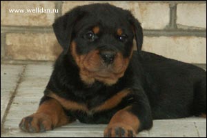 rottweiler puppy Rotti's Allyans Ute