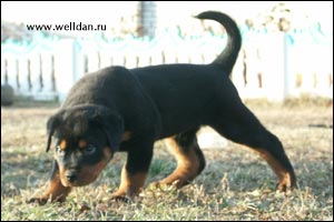 rottweiler puppy Rotti's Allyans Ute