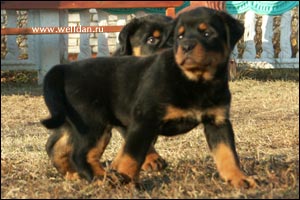 rottweiler puppy Rotti's Allyans Ute