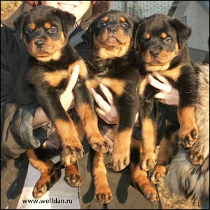 rottweiler puppy Rotti's Allyans Ute