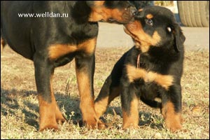 rottweiler puppy Rotti's Allyans Ute